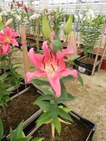 [4372 Crater GA No01.JPG]